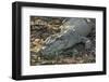 Wild Saltwater Crocodile (Crocodylus Porosus) on the Banks of the Hunter River-Michael Nolan-Framed Photographic Print