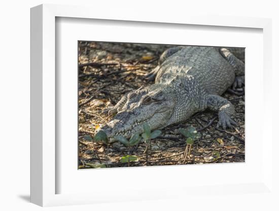 Wild Saltwater Crocodile (Crocodylus Porosus) on the Banks of the Hunter River-Michael Nolan-Framed Photographic Print