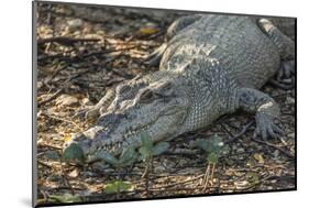 Wild Saltwater Crocodile (Crocodylus Porosus) on the Banks of the Hunter River-Michael Nolan-Mounted Photographic Print