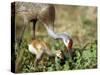 Wild Sandhill Crane with Days Old Chick (Grus Canadensis), Myakka River State Park, Florida, Usa-Maresa Pryor-Stretched Canvas