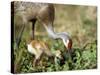 Wild Sandhill Crane with Days Old Chick (Grus Canadensis), Myakka River State Park, Florida, Usa-Maresa Pryor-Stretched Canvas