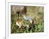 Wild Sandhill Crane with Days Old Chick (Grus Canadensis), Myakka River State Park, Florida, Usa-Maresa Pryor-Framed Premium Photographic Print