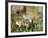 Wild Sandhill Crane with Days Old Chick (Grus Canadensis), Myakka River State Park, Florida, Usa-Maresa Pryor-Framed Premium Photographic Print