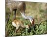 Wild Sandhill Crane with Days Old Chick (Grus Canadensis), Myakka River State Park, Florida, Usa-Maresa Pryor-Mounted Premium Photographic Print