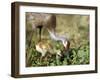 Wild Sandhill Crane with Days Old Chick (Grus Canadensis), Myakka River State Park, Florida, Usa-Maresa Pryor-Framed Photographic Print