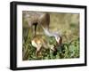 Wild Sandhill Crane with Days Old Chick (Grus Canadensis), Myakka River State Park, Florida, Usa-Maresa Pryor-Framed Photographic Print