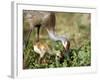 Wild Sandhill Crane with Days Old Chick (Grus Canadensis), Myakka River State Park, Florida, Usa-Maresa Pryor-Framed Photographic Print