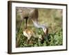 Wild Sandhill Crane with Days Old Chick (Grus Canadensis), Myakka River State Park, Florida, Usa-Maresa Pryor-Framed Photographic Print