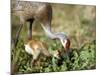 Wild Sandhill Crane with Days Old Chick (Grus Canadensis), Myakka River State Park, Florida, Usa-Maresa Pryor-Mounted Photographic Print
