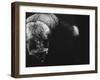 Wild Scratchboard III-Julie Chapman-Framed Art Print