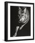 Wild Scratchboard V-Julie Chapman-Framed Art Print