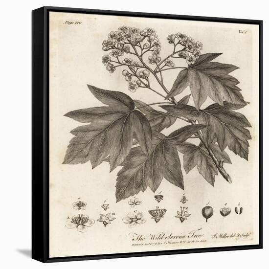 Wild Service Tree, Sorbus Torminalis., 1776 (Engraving)-Johann Sebastien Muller-Framed Stretched Canvas