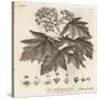 Wild Service Tree, Sorbus Torminalis., 1776 (Engraving)-Johann Sebastien Muller-Stretched Canvas