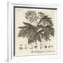 Wild Service Tree, Sorbus Torminalis., 1776 (Engraving)-Johann Sebastien Muller-Framed Giclee Print