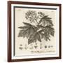 Wild Service Tree, Sorbus Torminalis., 1776 (Engraving)-Johann Sebastien Muller-Framed Giclee Print