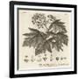 Wild Service Tree, Sorbus Torminalis., 1776 (Engraving)-Johann Sebastien Muller-Framed Giclee Print