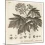 Wild Service Tree, Sorbus Torminalis., 1776 (Engraving)-Johann Sebastien Muller-Mounted Giclee Print