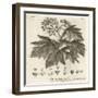 Wild Service Tree, Sorbus Torminalis., 1776 (Engraving)-Johann Sebastien Muller-Framed Giclee Print