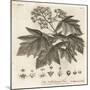 Wild Service Tree, Sorbus Torminalis., 1776 (Engraving)-Johann Sebastien Muller-Mounted Giclee Print