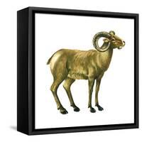 Wild Sheep (Ovis Canadensis), Mammals-Encyclopaedia Britannica-Framed Stretched Canvas