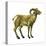 Wild Sheep (Ovis Canadensis), Mammals-Encyclopaedia Britannica-Stretched Canvas