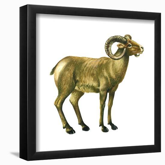 Wild Sheep (Ovis Canadensis), Mammals-Encyclopaedia Britannica-Framed Poster