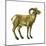 Wild Sheep (Ovis Canadensis), Mammals-Encyclopaedia Britannica-Mounted Poster