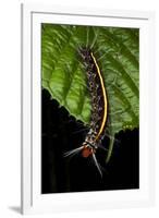 Wild Silk Moth Caterpillar, Yasuni NP, Amazon Rainforest, Ecuador-Pete Oxford-Framed Photographic Print