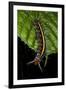 Wild Silk Moth Caterpillar, Yasuni NP, Amazon Rainforest, Ecuador-Pete Oxford-Framed Photographic Print