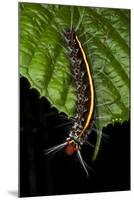 Wild Silk Moth Caterpillar, Yasuni NP, Amazon Rainforest, Ecuador-Pete Oxford-Mounted Photographic Print