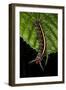 Wild Silk Moth Caterpillar, Yasuni NP, Amazon Rainforest, Ecuador-Pete Oxford-Framed Photographic Print