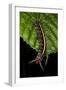 Wild Silk Moth Caterpillar, Yasuni NP, Amazon Rainforest, Ecuador-Pete Oxford-Framed Photographic Print