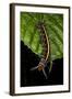 Wild Silk Moth Caterpillar, Yasuni NP, Amazon Rainforest, Ecuador-Pete Oxford-Framed Photographic Print