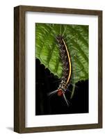 Wild Silk Moth Caterpillar, Yasuni NP, Amazon Rainforest, Ecuador-Pete Oxford-Framed Photographic Print