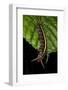 Wild Silk Moth Caterpillar, Yasuni NP, Amazon Rainforest, Ecuador-Pete Oxford-Framed Photographic Print