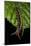 Wild Silk Moth Caterpillar, Yasuni NP, Amazon Rainforest, Ecuador-Pete Oxford-Mounted Photographic Print