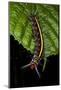 Wild Silk Moth Caterpillar, Yasuni NP, Amazon Rainforest, Ecuador-Pete Oxford-Mounted Photographic Print