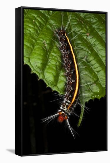 Wild Silk Moth Caterpillar, Yasuni NP, Amazon Rainforest, Ecuador-Pete Oxford-Framed Stretched Canvas