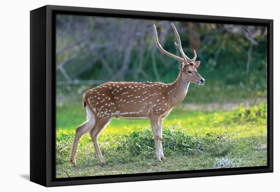 Wild Spotted Deer in Yala National Park, Sri Lanka-Volodymyr Burdiak-Framed Stretched Canvas