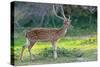 Wild Spotted Deer in Yala National Park, Sri Lanka-Volodymyr Burdiak-Stretched Canvas