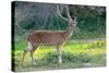 Wild Spotted Deer in Yala National Park, Sri Lanka-Volodymyr Burdiak-Stretched Canvas