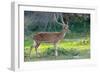 Wild Spotted Deer in Yala National Park, Sri Lanka-Volodymyr Burdiak-Framed Photographic Print