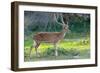 Wild Spotted Deer in Yala National Park, Sri Lanka-Volodymyr Burdiak-Framed Premium Photographic Print