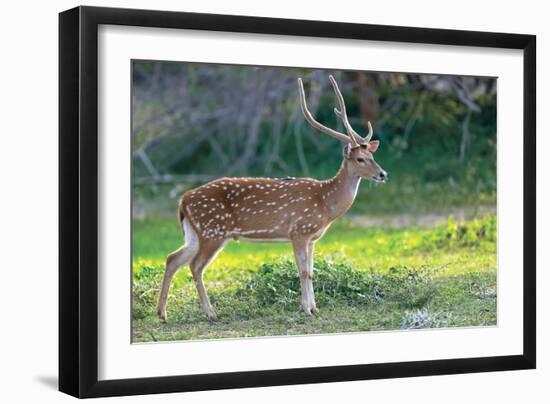 Wild Spotted Deer in Yala National Park, Sri Lanka-Volodymyr Burdiak-Framed Premium Photographic Print