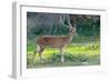 Wild Spotted Deer in Yala National Park, Sri Lanka-Volodymyr Burdiak-Framed Premium Photographic Print