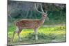 Wild Spotted Deer in Yala National Park, Sri Lanka-Volodymyr Burdiak-Mounted Premium Photographic Print