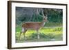 Wild Spotted Deer in Yala National Park, Sri Lanka-Volodymyr Burdiak-Framed Photographic Print