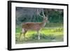 Wild Spotted Deer in Yala National Park, Sri Lanka-Volodymyr Burdiak-Framed Photographic Print