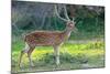 Wild Spotted Deer in Yala National Park, Sri Lanka-Volodymyr Burdiak-Mounted Photographic Print