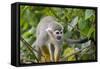 Wild Squirrel Monkey in Tree, Ile Royale, French Guiana-Cindy Miller Hopkins-Framed Stretched Canvas